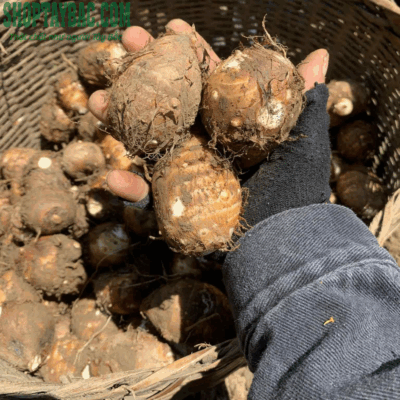 Khoai sọ Trạm Tấu sỉ lẻ giá tốt nhất