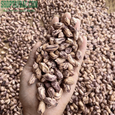 Lạc hoa vằn Tây Bắc