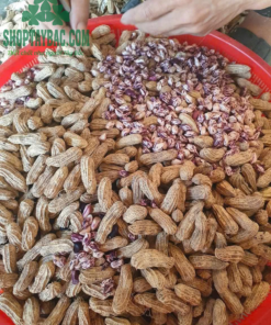 Lạc hoa vằn được thu mua trực tiếp từ bà con