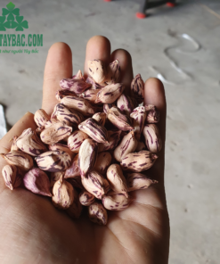 Lạc hoa vằn to đều, đảm bảo chất lượng