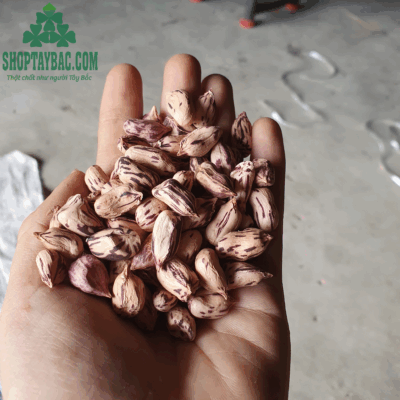 Lạc hoa vằn to đều, đảm bảo chất lượng