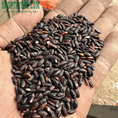 Nếp cẩm nương được thu mua trực tiếp từ bà con Tây Bắc