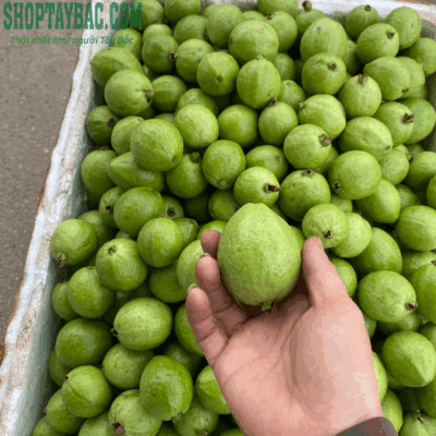 Ổi đào rừng Tây Bắc