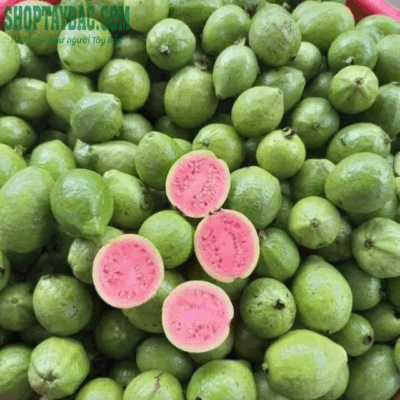 Ổi đào rừng đúng mùa thơm ngon