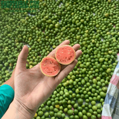 Ổi đào rừng được thu hái trực tiếp từ bà con Tây Bắc