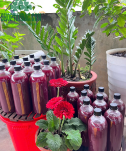 Rượu nếp cẩm 27 - 29 độ