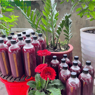 Rượu nếp cẩm 27 - 29 độ