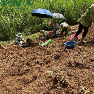 Thu mua tại vườn khoai sọ