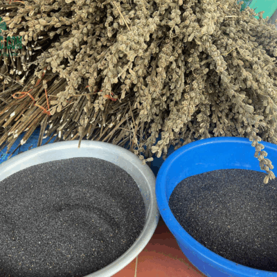 Vừng đen thu hoạch, phơi thủ công