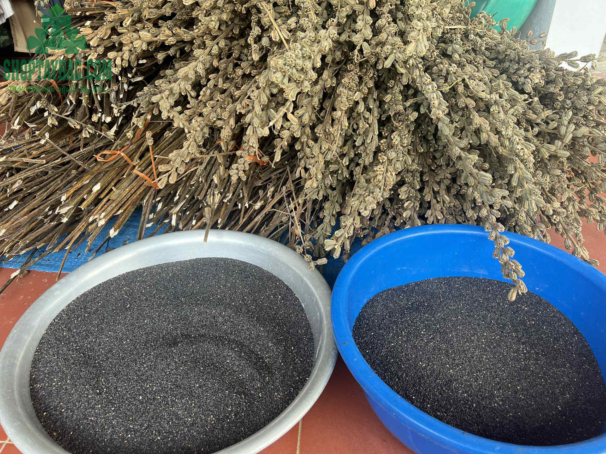 Vừng đen thu hoạch, phơi thủ công