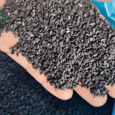 hạt vừng đen to, đều đảm bảo chất lượng hạt