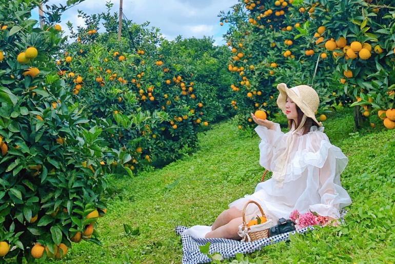 Vườn cam Cao Phong du lịch vào mùa chín