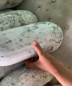 Bí phấn thơm trắng Bắc Kạn (5 kg)