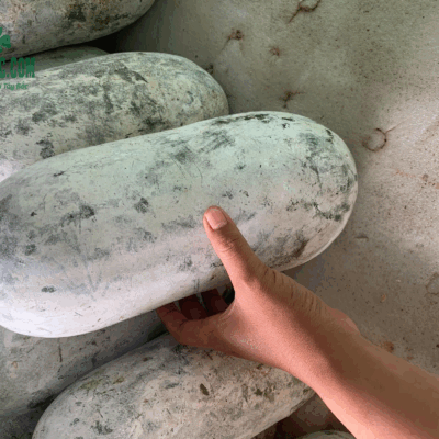 Bí phấn thơm Bắc Cạn to tròn đều loại 1