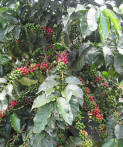 Cà phê vào mùa thu hoạch