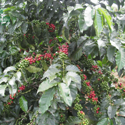 Cà phê vào mùa thu hoạch