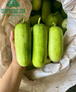 Dưa mèo Tây Bắc ăn giòn, ngọt tự nhiên