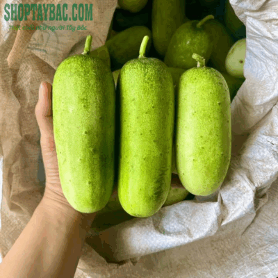 Dưa mèo Tây Bắc ăn giòn, ngọt tự nhiên