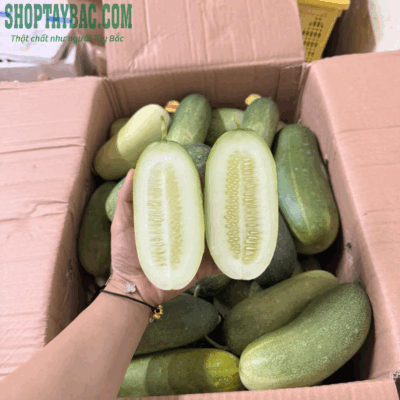 Dưa mèo đóng hộp 10kg ship toàn quốc