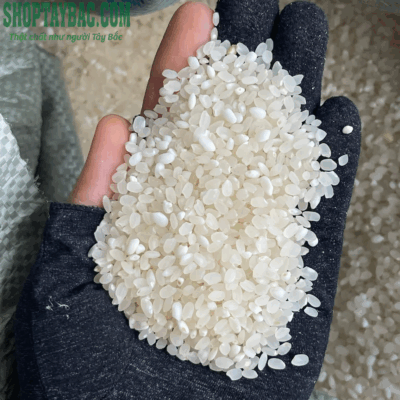 Gạo nếp nương Lào thu mua trực tiếp từ bà con