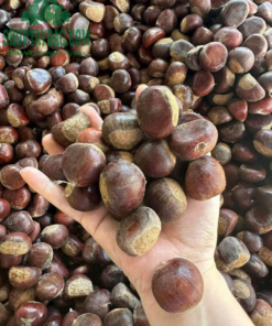 Hạt dẻ Trùng Khánh Cao Bằng loại 1