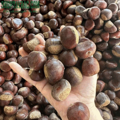 Hạt dẻ Trùng Khánh Cao Bằng (05 kg)