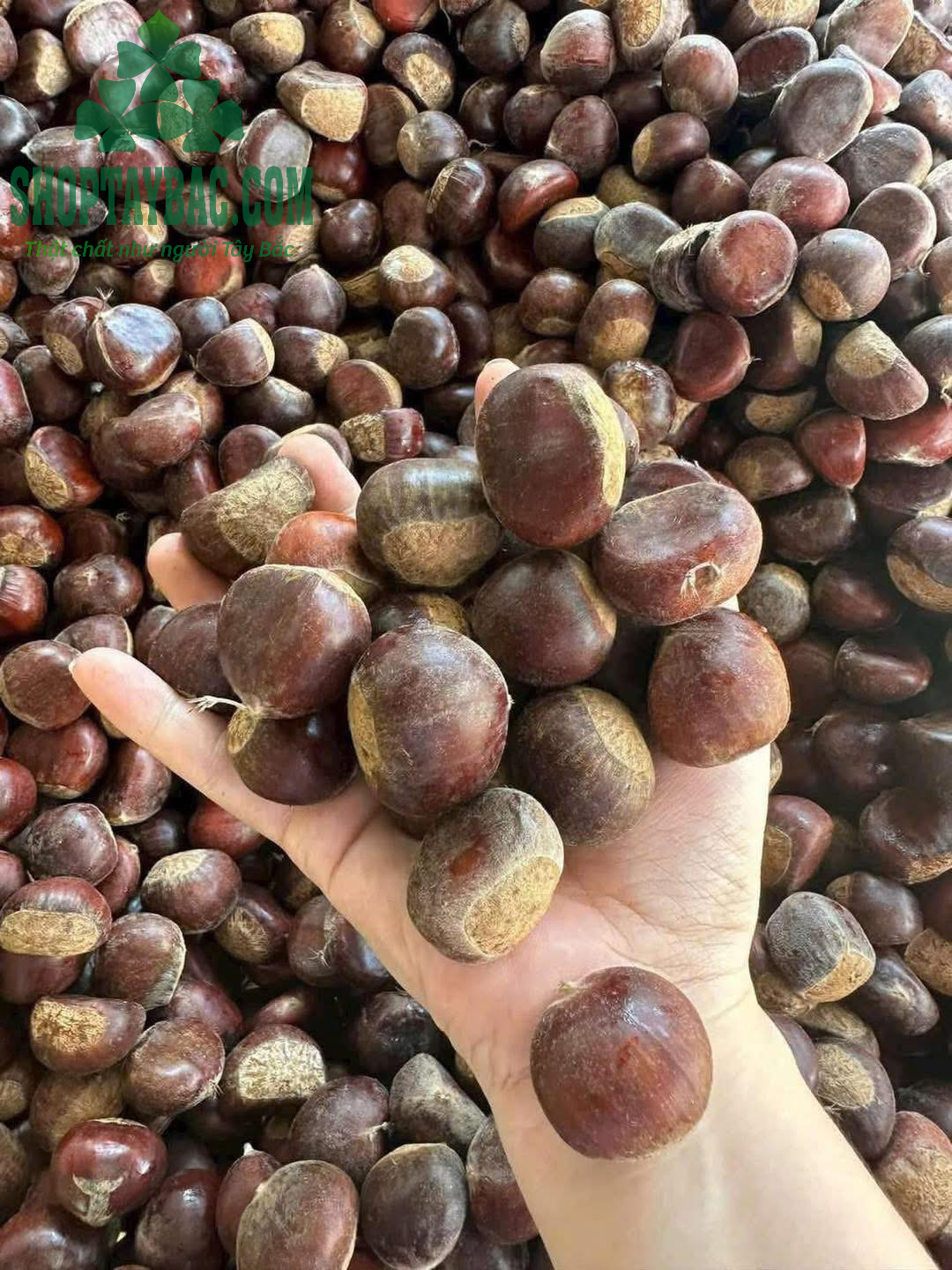 Hạt dẻ Trùng Khánh Cao Bằng (05 kg)