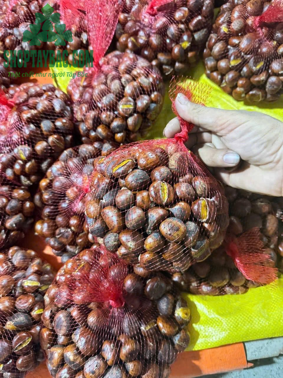 Hạt dẻ Trùng Khánh đóng gói tại Shop Tây Bắc