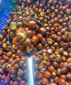 Hạt dẻ cười thơm, bùi đặc trưng Trùng Khánh Cao Bằng