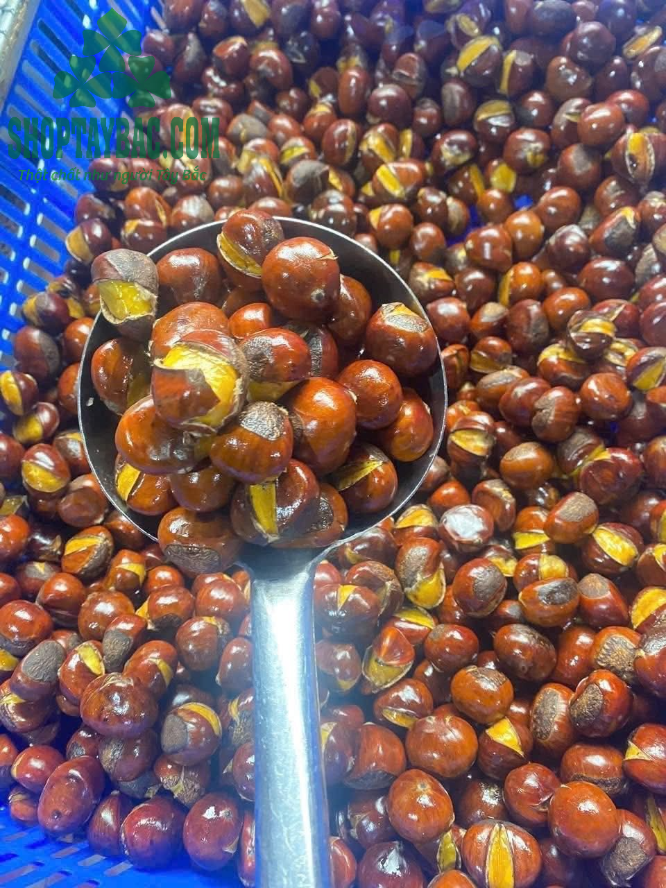 Hạt dẻ cười thơm, bùi đặc trưng Trùng Khánh Cao Bằng