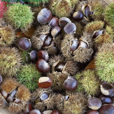 Hạt dẻ được thu mua trực tiếp từ bà con