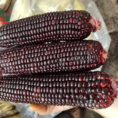 Ngô tím loại 1 to tròn, đều hạt