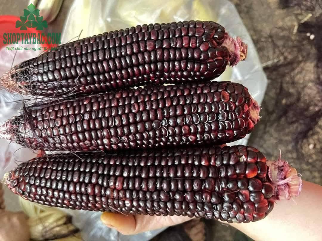 Ngô tím loại 1 to tròn, đều hạt