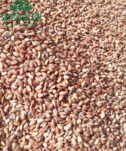 Thóc nếp nương Lào