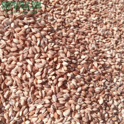 Thóc nếp nương Lào