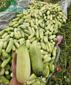 Thu hoạch dưa mèo tại vườn Tây Bắc