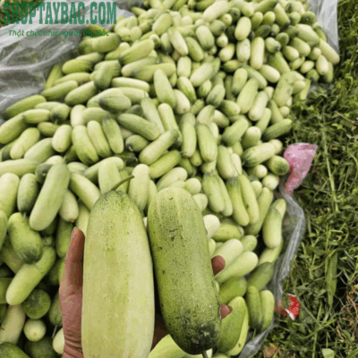 Thu hoạch dưa mèo tại vườn Tây Bắc