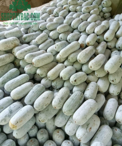 Thu hoạch tại vườn bí phấn thơm Bắc Cạn