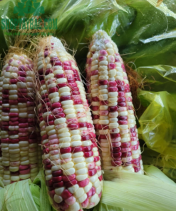 Ngô nếp nương tím Tây Bắc