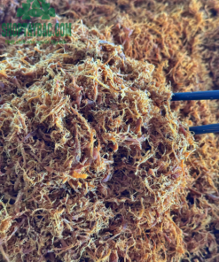 Ruốc nấm hương cho người ăn chay
