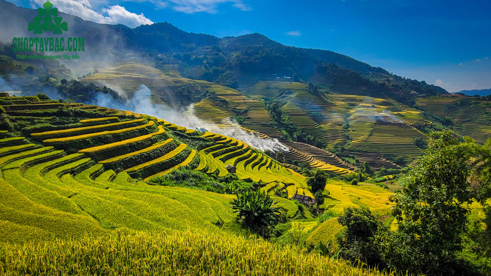 Du lịch Mù Căng Chải mùa lúa chín là 1 trải nghiệm vô cùng thú vị
