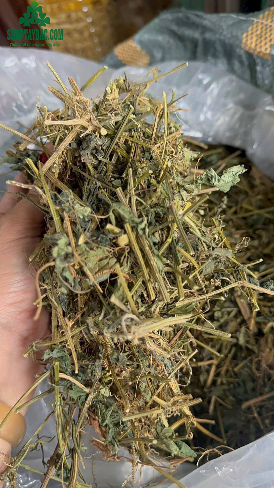Giảo cổ lam 5 lá Sapa