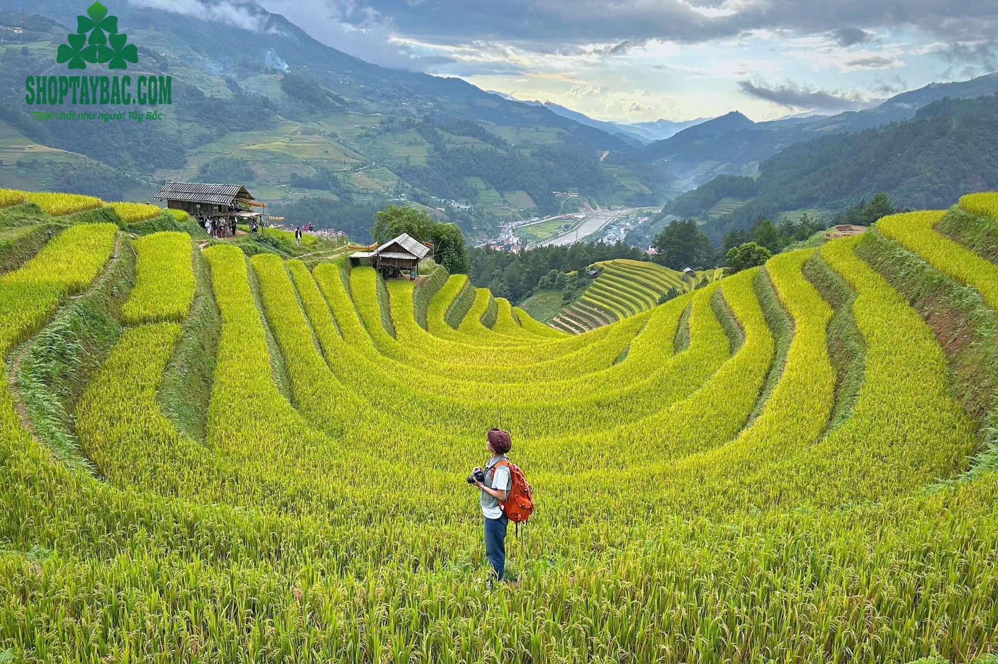 Mù Căng Chải mùa lúa chín tháng 9 tháng 10