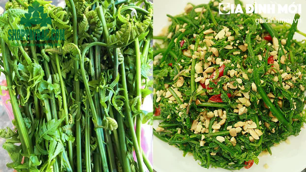 Rau dớn tự nhiên được nhiều du khách yêu thích
