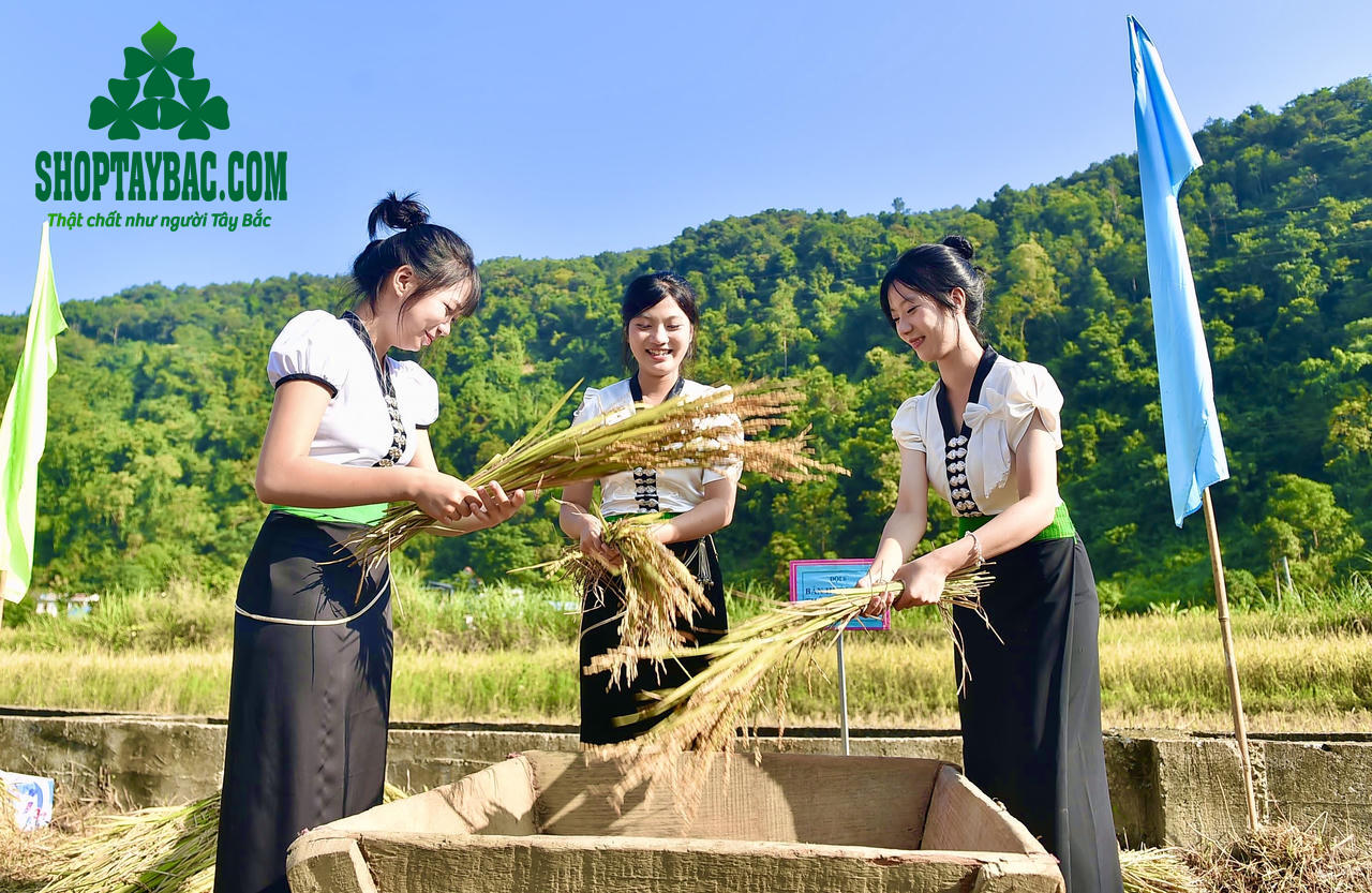 Người Thái mùa thu hoạch lúa nếp nương