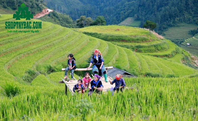 Ruộng bậc thang người Thái trồng lúa nương